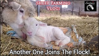 Another One Joins The Flock! by Ewetopia Farms 1,247 views 1 month ago 22 minutes
