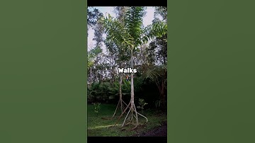 The Trees That Can Move