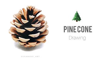 Drawing a Realistic Pine Cone | Time-Lapse video 🎄✍🏻