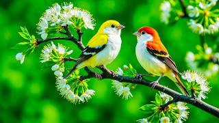🎹 Relaxing Piano & Birdsongs 🌅 Golden Meadow Sunrise for Calm & Inner Balance