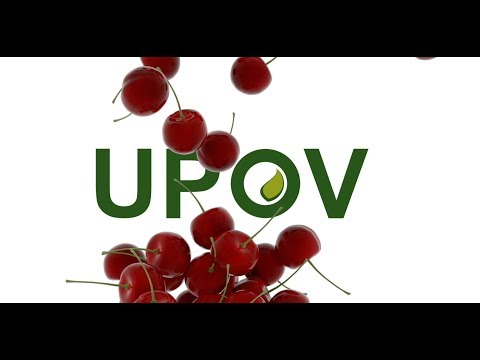(Canada) Canadian cherry