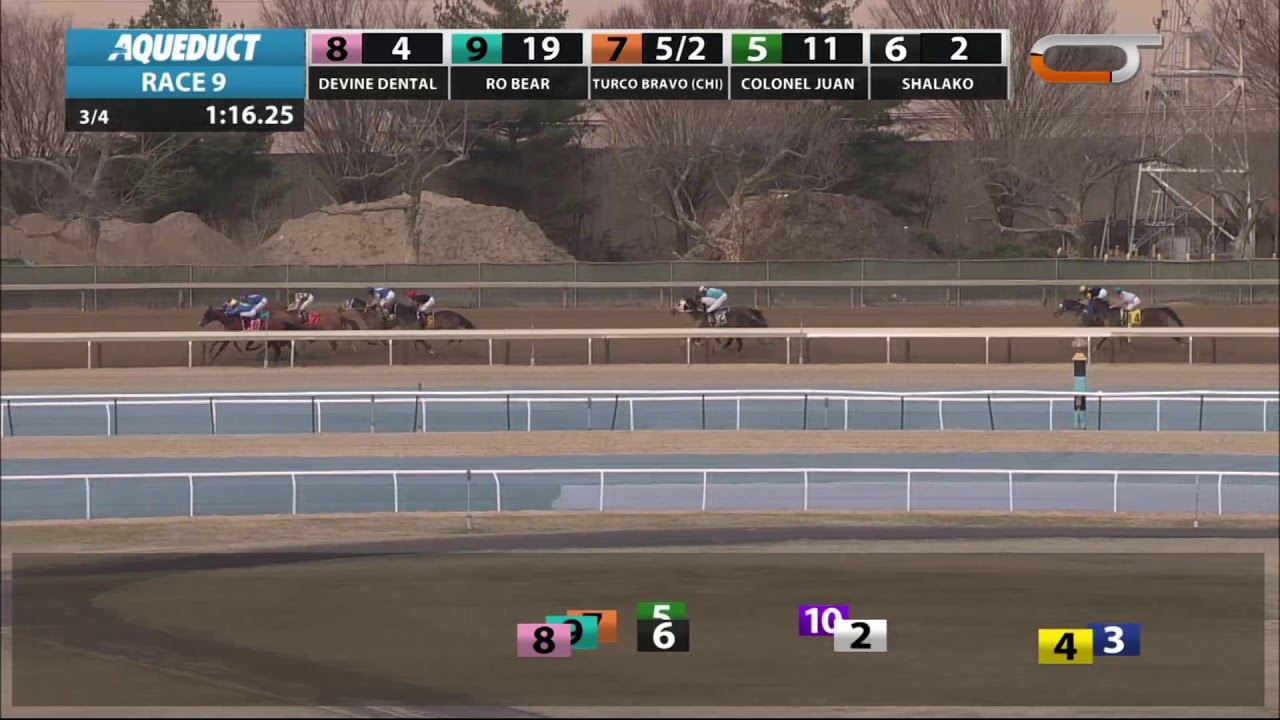 horse racing news Turco Bravo - 2019 - The Stud Muffin Stakes