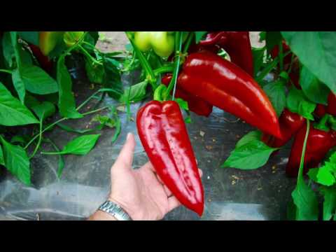 Βίντεο: Αγροτεχνολογία πιπεριών σε θερμοκήπια φιλμ