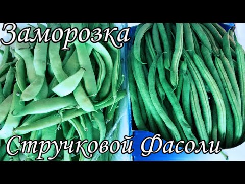 Заморозка стручковой фасоли на зиму в домашних условиях