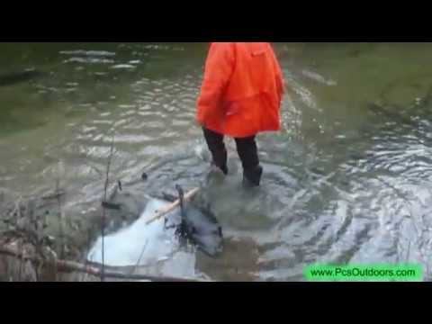 The Catch (Beavers and Muskrat) Water Trapping