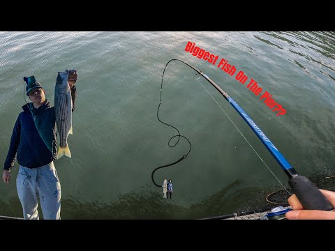 Was This The BIGGEST Fish Caught On This Pier?? - Bay Area Fishing 