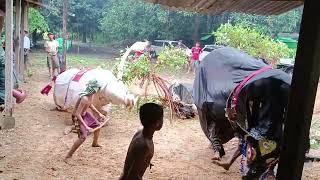 buffalo dance in a village