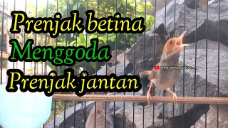 Download Mp3 PRENJAK BETINA GACOR MENGGODA PRENJAK JANTAN SANGAT COCOK BUAT MASTERAN. Gudang lagu Download Mp3 PRENJAK BETINA GACOR MENGGODA PRENJAK JANTAN SANGAT COCOK BUAT MASTERAN.