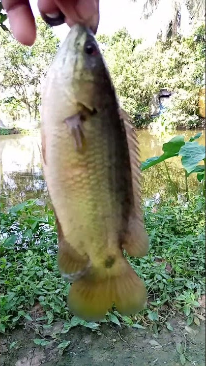 #shorts #short #mas #fishing