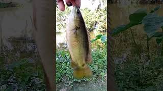 Download Lagu #shorts #short #mas #fishing MP3