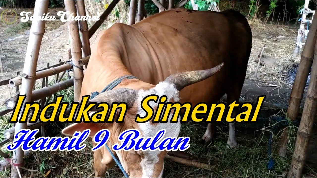 Indukan Sapi Simental Bunting 9 Bulan Siap Produksi YouTube