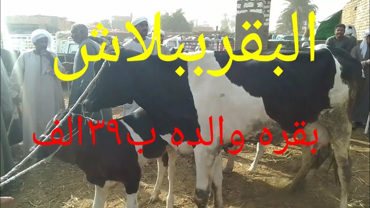 #انخفاض  كبير فى اسعارالبقرالوالد داخل سوق دراو ١٧ فبراير ٢٠٢٦