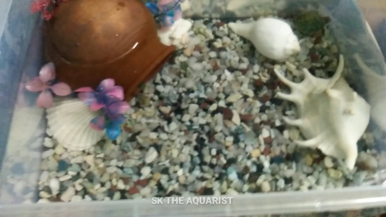 Container turtle tank | Redearslider turtle - YouTube