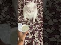 الفيديو دا عمره ما فشل انه يضحكني مقاطع انستقرام  ضحك ترند