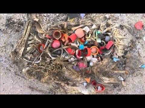 90 Percent Of Seabirds Have Ingested Plastic