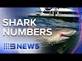 Fisherman say Sydney’s harbour is teeming with sharks | Nine News Australia