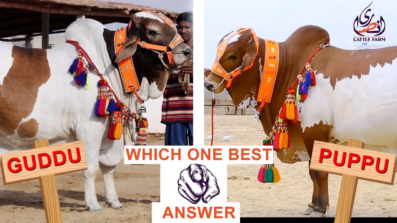 Ansari Cattle Farm I Two Beauties I Comments I Which One Best I Heavy Bulls I Ep 4 I Parrot Studio