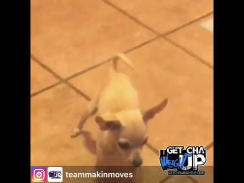 chihuahua twerking