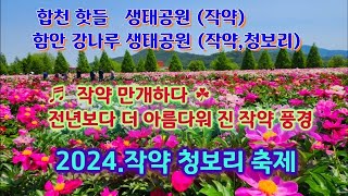 2024년 작약 청보리 축제 탐방 / 합천 핫들생태공원 작약 / 함안 강나루 작약.청보리 축제 /만개한 작약, 예년보다 더욱 아름다워 진 풍경 /peony /green barley