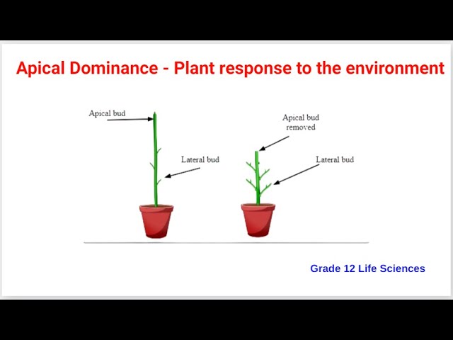 Apical dominance - Grade 12 Life sciences