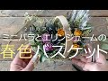 ミニバラとエリンジュームの春色バスケットアレンジ　2月のアトリエキット