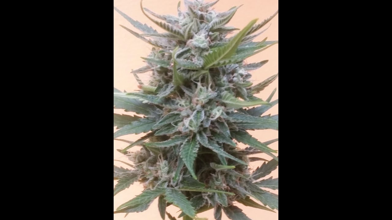 SWEET TOOTH auto outdoor