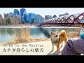 柴犬と散歩｜カルガリーの中心地にある市民の憩いの公園｜犬連れOKのインテリアショップ｜カナダ海外生活｜Walking with Shiba Inu in Calgary
