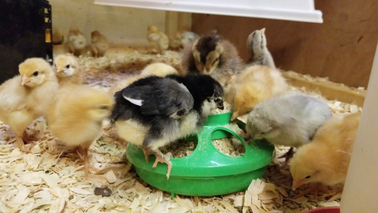 New Country Organics Starter Feed For Baby Chicks Soy Free And Organic YouTube
