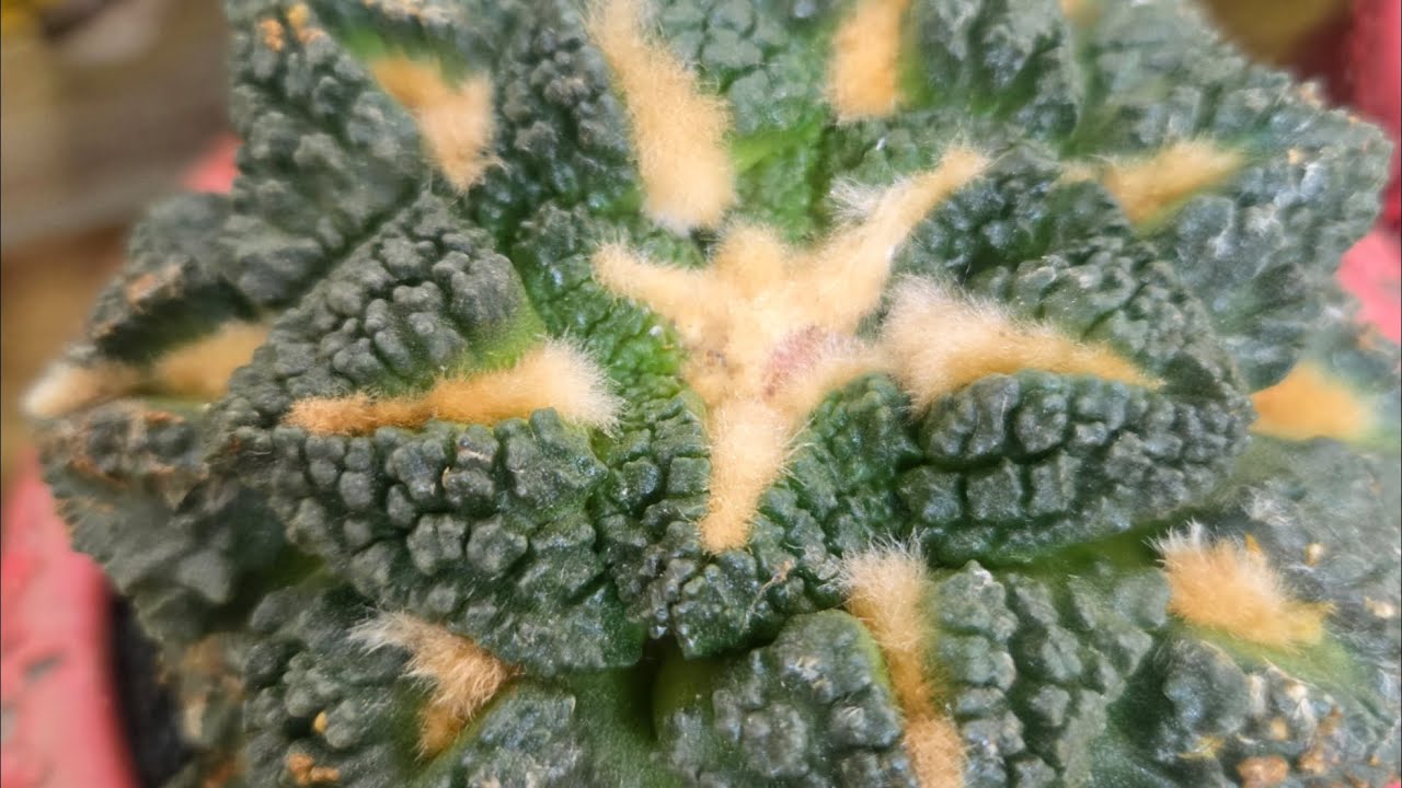 샘물다육  라이브 방송