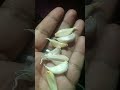 Bageshwar Dham ke jitne bhi bhakt hai 🙏🏻🙏🏻🙏🏻 upay#short video