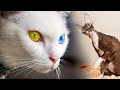The RAREST Cat Breeds In The World 🐱 の動画、YouTube動画。