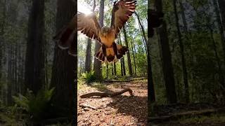 Eagle vs Snake – The Real Forest Showdown 🐍🦅 #WildBattle #NaturePower #ViralShorts #pets #wildlife