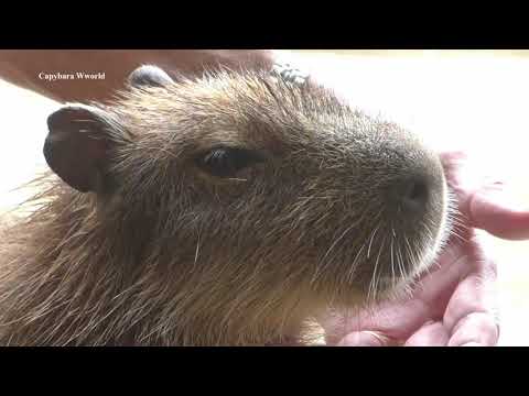 Video: Ilgai Laukta „Capybara“apačia Atidėta Neribotam Laikui