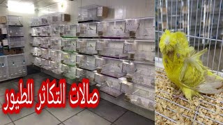 صالات التكاثر  النموذجية للطيور  في العراق   الخاصة بمحمية ابو يوسف للطيور