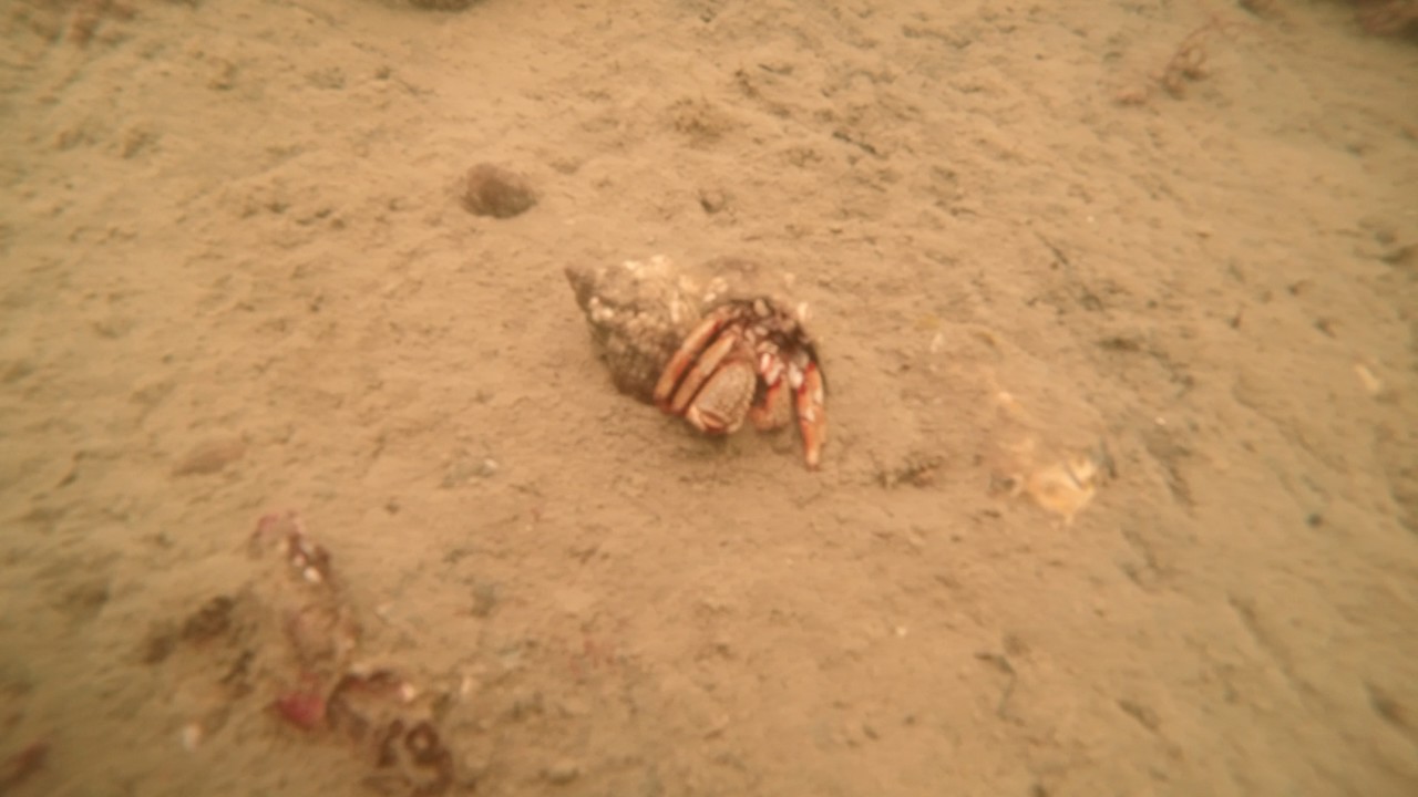 Diving at Zoetersbout - The Netherlands