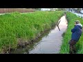 田んぼ脇の用水路でへらぶな釣りしたら予想外の大物が釣れた！