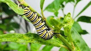 Get MORE CATERPILLARS!  | 5 Butterfly Garden Host Plants | Butterfly Garden Basics