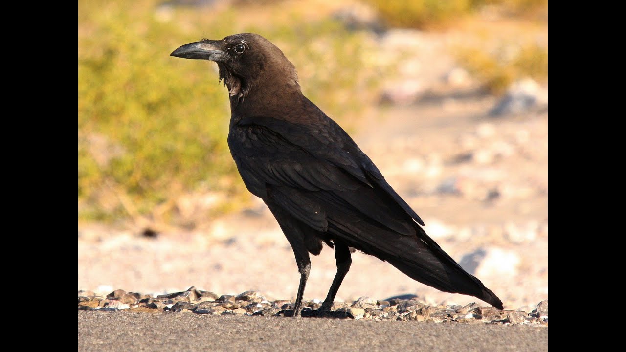 Brown Necked Raven