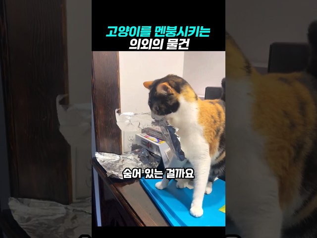 고양이들을 패닉에 빠트리는 물건의 정체