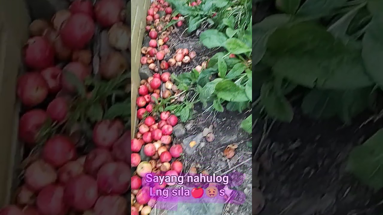 Falling Apples in the Apple tree 