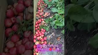 Falling Apples In The Apple Tree