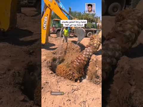 زراعة او تحويل النخيل