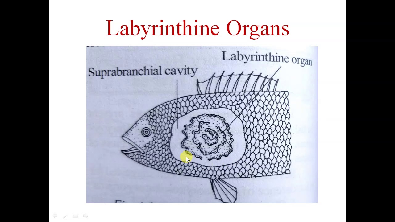Accessory Respiratory Organs YouTube