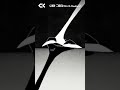 새와 그림자(Bird &amp; Shadow) Trailer｜2023 CKAS｜#청강애니 #animation #2d