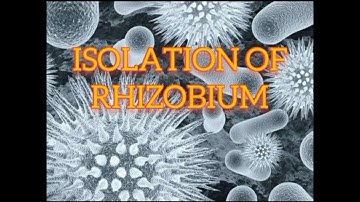 Isolation of Rhizobium from root nodules #isolation #rhizobium