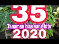 Tanaman hias yang hits 2020 (ralat  tanaman No 20 Sanseivera Tiger  23: calathea fasciata)