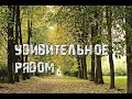 Парк Покровское-Стрешнево Москва осень 2019.