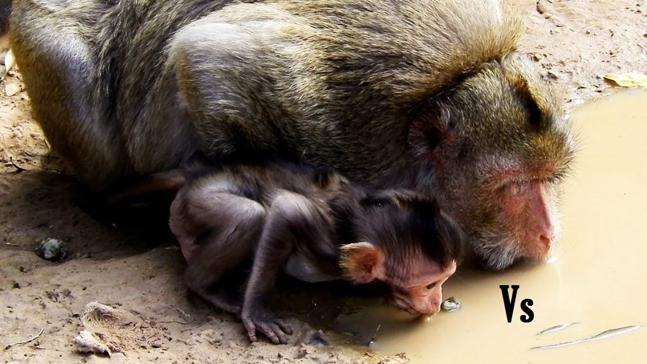 foundry Mom Teaches Lizza Drinking/ Smart Lizza Is Good At Following Mummy drinking
