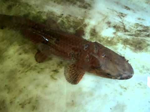 Pez Guanchiche. - YouTube