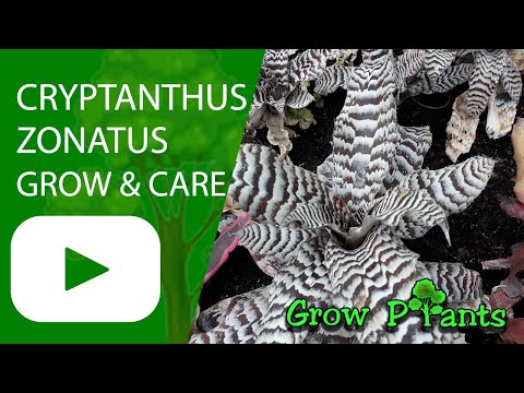 Cryptanthus zonatus - grow & care (Starfish Plant)